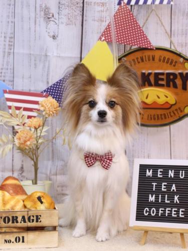 20240905ボタンちゃん